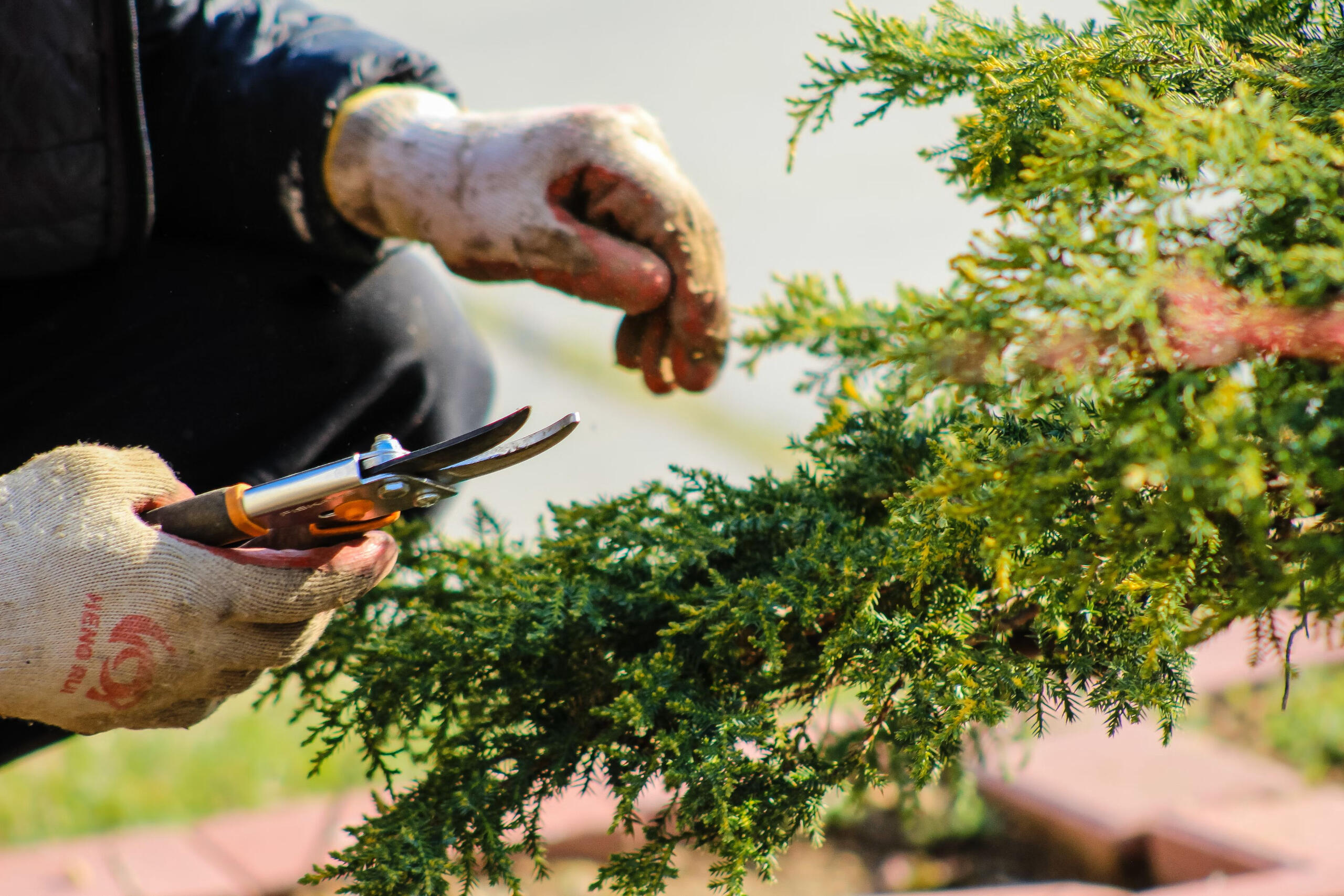 Gartenprofi Berlin Potsdam Pflanzenservice Berlin Potsdam